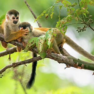 Black-crowned Central American Squirrel Monkey