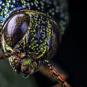 Metallic Wood-Boring Beetles