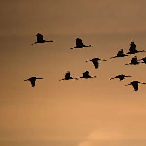 Common crane (Grus grus) flock in flight, Lac du Der, France, November