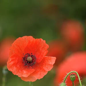 Common poppy (Papaver rhoeas) flower with bud and seed pod, Surrey, UK. July