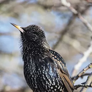 Common starling (Sturnus vulgaris) singing in winter sunshine