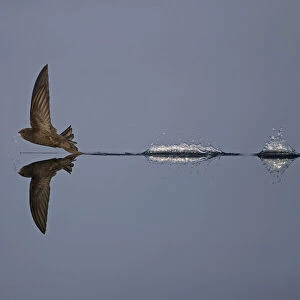 Common swift (Apus apus) flying low to water while hunting, Norfolk, England, UK, July