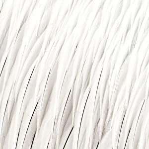 Dalmatian pelican (Pelecanus crispus) close up of feathers, Danube Delta, Romania