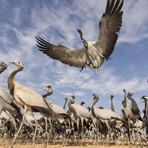 Demoiselle crane (Anthropoides virgo) low angle view of birds flying and landing