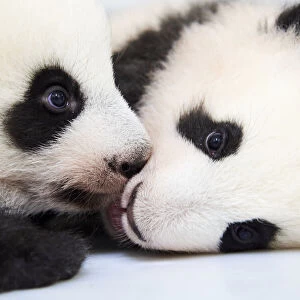Female Giant panda (Ailuropoda melanoleuca) twin cubs, Yuandudu and Huanlili