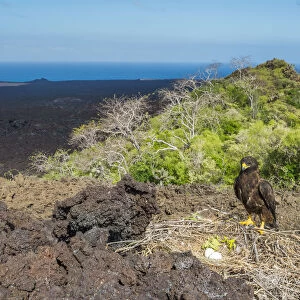 Galapagos hawk (Buteo galapagensis) at nest with landscape