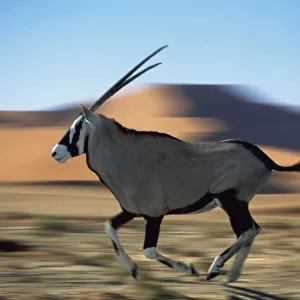 Gemsbok (Oryx gazella gazella) running in the Namib desert, Africa (digitally enhanced)