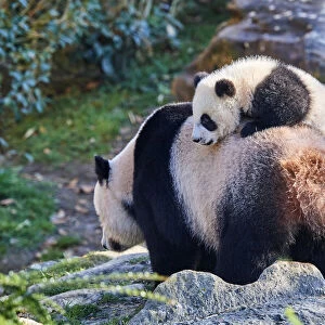 Giant panda (Ailuropoda melanoleuca) cub, Yuandudu, aged 8 months, climbing on her mothers back, Beauval ZooPark, France, April, 2022. Captive