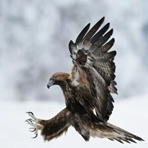 Golden Eagle (Aquila chrysaetos) coming in to land with claws spread. Kuusamo, Finland