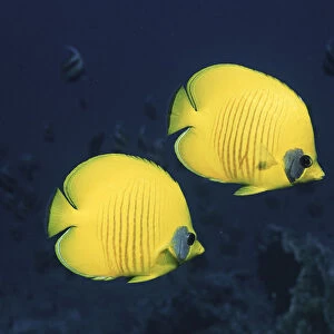 Two Golden / Masked butterflyfish, Red Sea, Eygpt