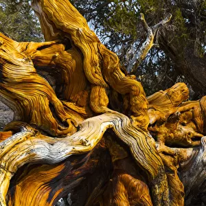 Great Basin Bristlecone Pine (Pinus longaeva) fallen ancient tree, White Mountains