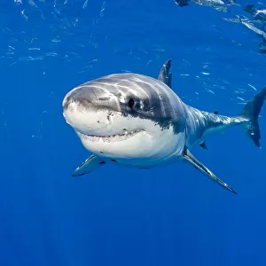 Great white shark (Carcharodon carcharias) Guadalupe Island, Mexico, Pacific Ocean
