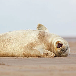 Grey seal (Halichoerus grypus) pup yawning. Donna Nook, Lincolnshire, UK. November
