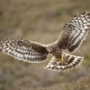 Hen harrier (Circus cyaneus) adult female in flight, approaching nest with food for chicks