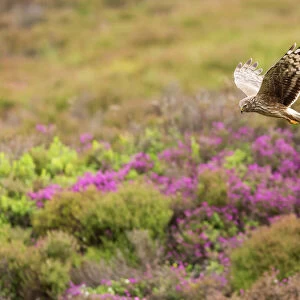Hen Harrier (Circus cyaneus) adult female in flight over heather moorland, Scotland, UK