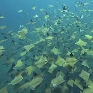 A huge school of Pacific cownose / Golden cownose rays (Rhinoptera steindachneri), Baja California, Sea of Cortez, Mexico