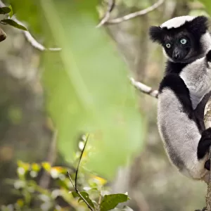 Indri (Indri indri) portrait, climbing tree, tropical rainforest, Andasibe-Mantadia National Park