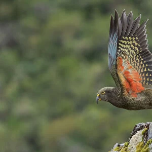 Kea (Nestor notabilis) juvenile, taking flight off rock, Arthur's Pass National Park, South Island, New Zealand
