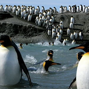 King penguins (Aptenodytes patagonicus) crossing water to reach breeding site, South Georgia
