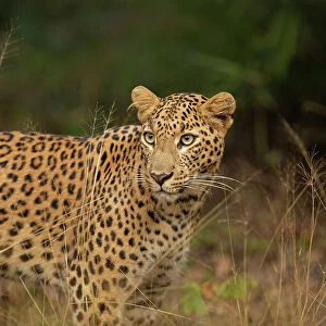 Leopard (Panthera pardus) standing in grassland, India