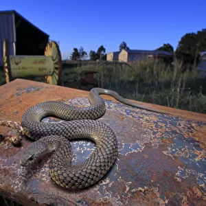 Lowland copperhead snake (Austrelaps superbus) male basking on rusty trailer