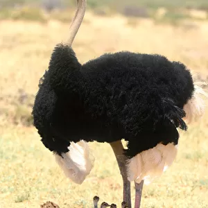 Male Ostrich (Struthio camelus) protecting chicks from the sun with its wings, Samburu