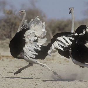 Two male Ostriches (Struthio camelus) running during dispute, Etosha NP, Namibia