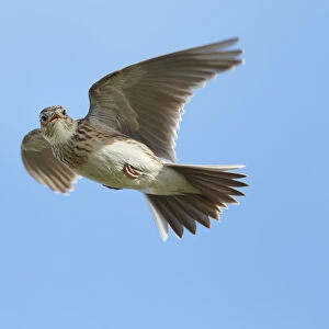 Male Skylark (Alauda arvensis) in flight, singing, Denmark Farm, Lampeter, Ceredigion