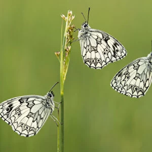 Three Marbled white butterflies (Melanargia galathea) resting on reeds, Devon, UK, July