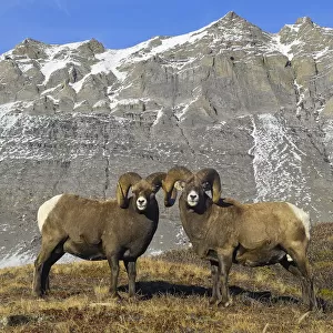 Mature Bighorn Rams (Ovis canadensis) on high mountain pass. Jasper National Park