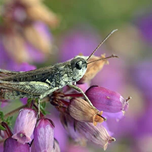 Mottled grasshopper (Myrmeleotettix maculatus) on Clustered bell heather flower mainly