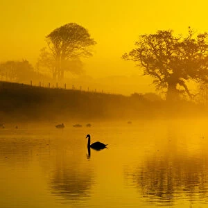 Mute swans (Cygnus olor) on water at sunrise on foggy morning, Norfolk, England, UK