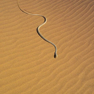 Namib sand snake (Psammophis namibensis) in sand dunes, Swakopmund, Erongo Region, Namibia