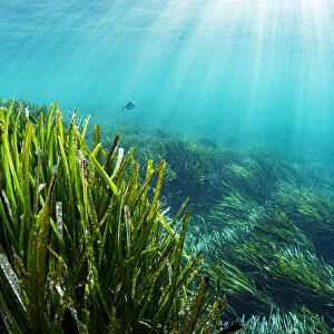 Neptune seagrass (Posidonia oceanica) bed, sun rays shining through water
