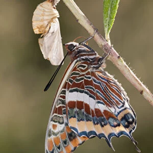 Newly emerged adult Two-tailed Pasha butterfly (Charaxes jasius) Podere Montecucco