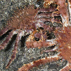 Northern stone crab (Lithodes maja) pair, Trondheimsfjorden, Norway, February 2009