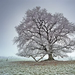 Oak (Quercus) covered with frost. Picardy, France