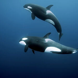 Orcas / Killer whales (Orcinus orca) swimming in open water, Three Kings Islands, New Zealand