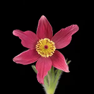 Pasque flower (Pulsatilla vulgaris), visible light, studio environment. See also image 01717743 which shows the same plant in UV light