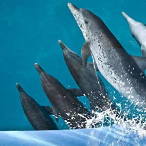 A pod of Atlantic spotted dolphins (Stenella frontalis) riding on the bow wave of a boat