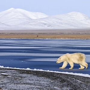 Polar bear (Ursus maritimus) walking along coast of Wrangel Island, Far Eastern Russia