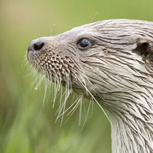 Portrait of European river otter {Lutra lutra} captive, UK