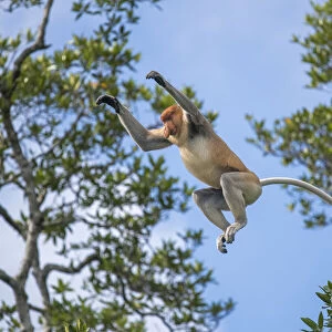 Proboscis monkey (Nasalis larvatus) male leaps between trees. Sabah, Malaysian Borneo