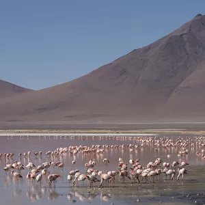 Puna / James flamingo (Phoenicoparrus jamesi) flock on Laguna Colorado, Reserva Eduardo Avaroa