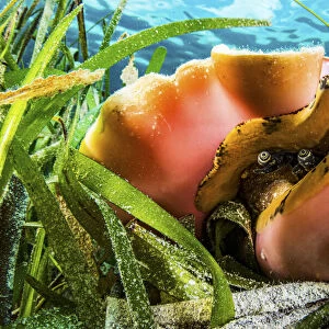 Queen conch (Aliger gigas) in a seagrass (Thalassia testudinum) meadow, Bahamas