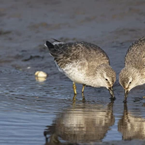 Red knots (Calidris canutus) in winter plumage feeding co-operatively on tidal mudflats