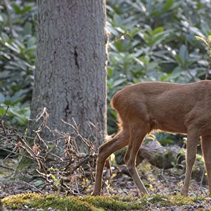 Roe deer (Capreolus capreolus) buck in woodland. Peerdsbos, Brasschaat, Belgium. August