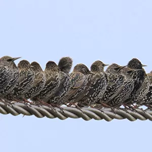 Row of Starlings (Sturnus vulgaris) perched on wire. Marais Breton, Vendee, French Atlantic Coast