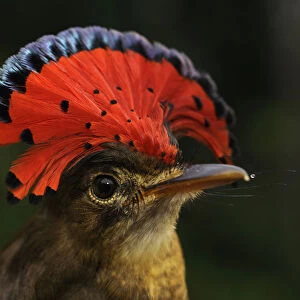 Royal flycatcher (Onychorhynchus coronatus) with crest raised, Yavari River, Peru
