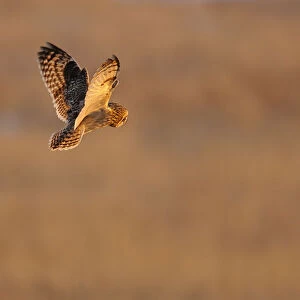 Short eared owl (Asio flammeus) in flight, hunting, Essex, UK, January